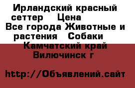 Ирландский красный сеттер. › Цена ­ 30 000 - Все города Животные и растения » Собаки   . Камчатский край,Вилючинск г.